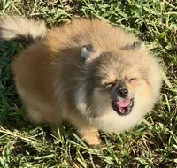 AKC Karkaroff, a male Pomeranian for sale in Spokane, MO – Photo 5 of 10