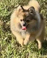 AKC Karkaroff, a male Pomeranian for sale in Spokane, MO – Photo 2 of 10