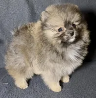 AKC Karkaroff, a male Pomeranian for sale in Spokane, MO – Photo 10 of 10