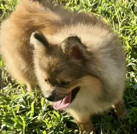 AKC Karkaroff, a male Pomeranian for sale in Spokane, MO – Photo 1 of 10