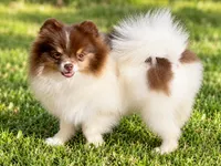 AKC Urchin, a male Pomeranian for sale in Spokane, MO – 5 of 10