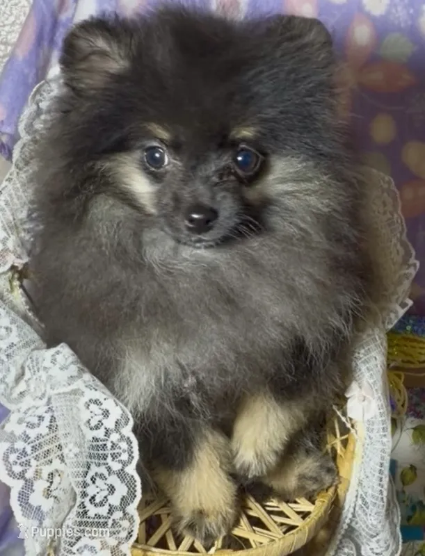 AKC Willow – Pomeranian puppy for sale in Spokane, MO