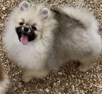 AKC Bader, a male Pomeranian for sale in Spokane, MO – Photo 1 of 10