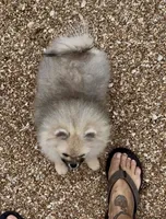 AKC Bader, a male Pomeranian for sale in Spokane, MO – Photo 8 of 10