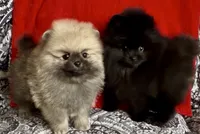 AKC Bader, a male Pomeranian for sale in Spokane, MO – Photo 5 of 10