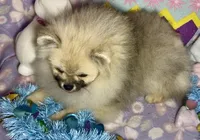 AKC Bader, a male Pomeranian for sale in Spokane, MO – Photo 3 of 10