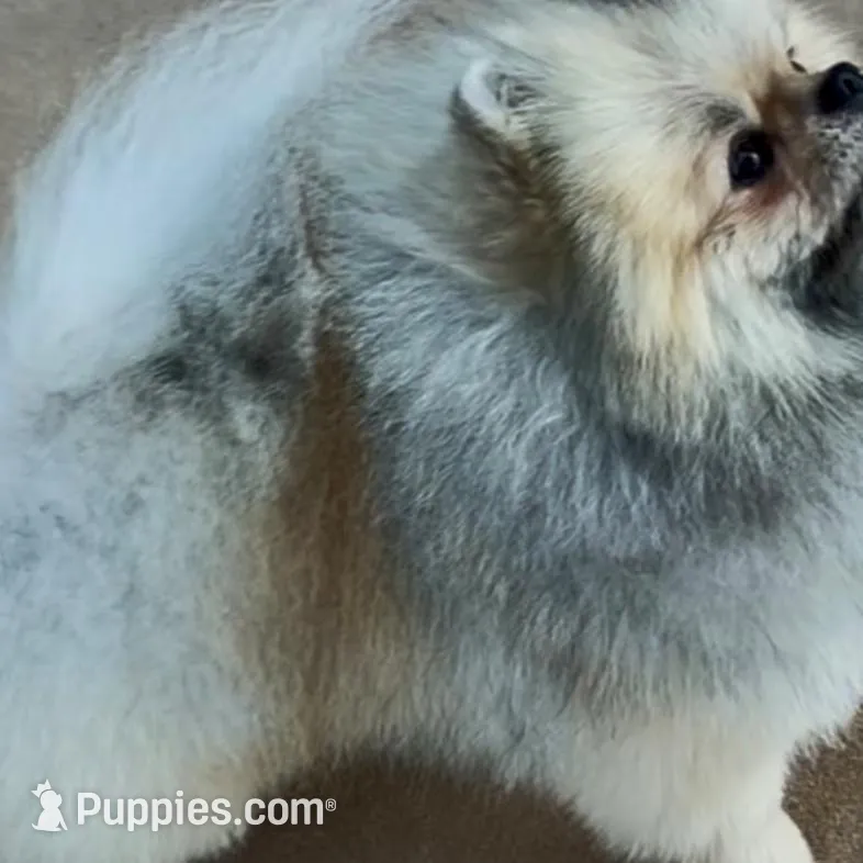 AKC Bader, a male Pomeranian for sale in Spokane, MO – Photo 10 of 10