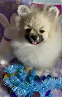AKC Bader, a male Pomeranian for sale in Spokane, MO – Photo 7 of 10