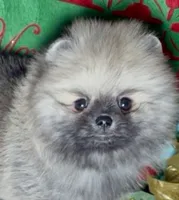 AKC Bader, a male Pomeranian for sale in Spokane, MO – Photo 3 of 10