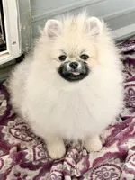 AKC Bader, a male Pomeranian for sale in Spokane, MO – Photo 9 of 10