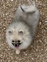 AKC Bader, a male Pomeranian for sale in Spokane, MO – Photo 6 of 10