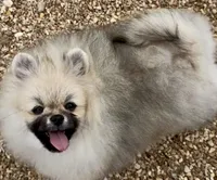 AKC Bader, a male Pomeranian for sale in Spokane, MO – Photo 2 of 10