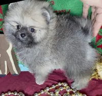 AKC Bader, a male Pomeranian for sale in Spokane, MO – Photo 6 of 10