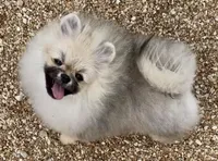 AKC Bader, a male Pomeranian for sale in Spokane, MO – Photo 4 of 10