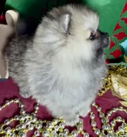 AKC Bader, a male Pomeranian for sale in Spokane, MO – Photo 2 of 10