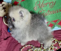 AKC Bader, a male Pomeranian for sale in Spokane, MO – Photo 8 of 10