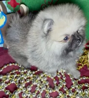 AKC Bader, a male Pomeranian for sale in Spokane, MO – Photo 7 of 10
