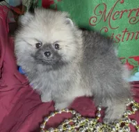 AKC Bader, a male Pomeranian for sale in Spokane, MO – Photo 1 of 10