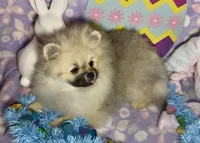 AKC Bader, a male Pomeranian for sale in Spokane, MO – Photo 5 of 10
