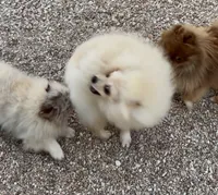 AKC Luce, a male Pomeranian for sale in Spokane, MO – 9 of 10