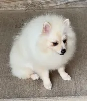 AKC Luce, a male Pomeranian for sale in Spokane, MO – 6 of 10