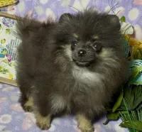 AKC Willow, a female Pomeranian for sale in Spokane, MO – 4 of 9