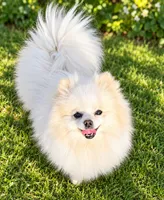 AKC Glamour, a female Pomeranian for sale in Spokane, MO – 1 of 10