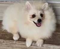 AKC Luce, a male Pomeranian for sale in Spokane, MO – 4 of 10