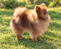 AKC Booker, a male Pomeranian for sale in Spokane, MO – 6 of 10