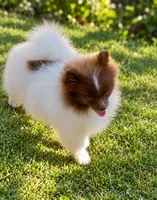 AKC Lilly, a female Pomeranian for sale in Spokane, MO – 6 of 10
