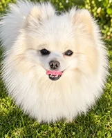 AKC Glamour, a female Pomeranian for sale in Spokane, MO – 9 of 10