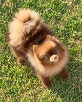 AKC Booker, a male Pomeranian for sale in Spokane, MO – 8 of 10