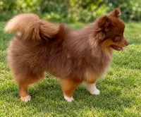 AKC Wags, a male Pomeranian for sale in Spokane, MO – 8 of 10
