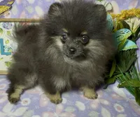 AKC Willow, a female Pomeranian for sale in Spokane, MO – 2 of 9