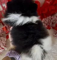 AKC Miss Piranah, a male Pomeranian for sale in Spokane, MO – Photo 10 of 10