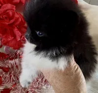 AKC Miss Piranah, a male Pomeranian for sale in Spokane, MO – Photo 6 of 10