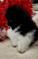 AKC Miss Piranah, a male Pomeranian for sale in Spokane, MO – Photo 2 of 10