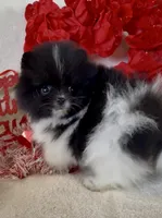 AKC Miss Piranah, a male Pomeranian for sale in Spokane, MO – Photo 4 of 10