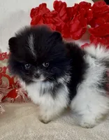 AKC Miss Piranah, a male Pomeranian for sale in Spokane, MO – Photo 8 of 10