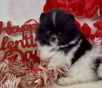AKC Miss Piranah, a male Pomeranian for sale in Spokane, MO – Photo 1 of 10