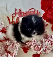 AKC Miss Piranah, a male Pomeranian for sale in Spokane, MO – Photo 5 of 10