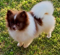 AKC Lilly, a female Pomeranian for sale in Spokane, MO – 4 of 10