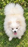 AKC Glamour, a female Pomeranian for sale in Spokane, MO – 5 of 10