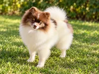 AKC Urchin, a male Pomeranian for sale in Spokane, MO – 7 of 10