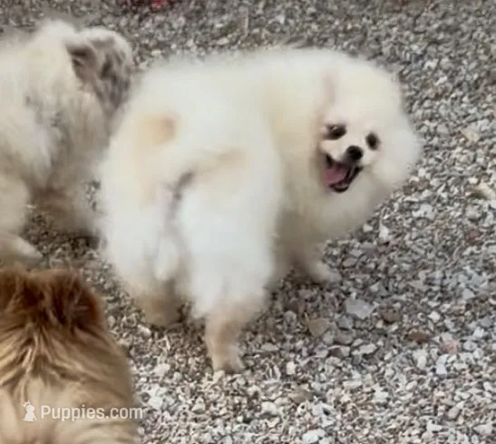 AKC Luce – Pomeranian puppy for sale in Spokane, MO