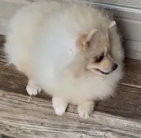 AKC Luce, a male Pomeranian for sale in Spokane, MO – 7 of 10