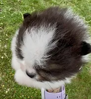 AKC Hopeful, a female Pomeranian for sale in Spokane, MO – Photo 5 of 10