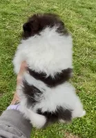 AKC Hopeful, a female Pomeranian for sale in Spokane, MO – Photo 9 of 10