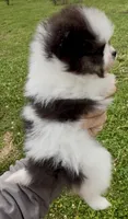AKC Hopeful, a female Pomeranian for sale in Spokane, MO – Photo 10 of 10