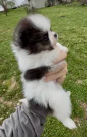 AKC Hopeful, a female Pomeranian for sale in Spokane, MO – Photo 4 of 10